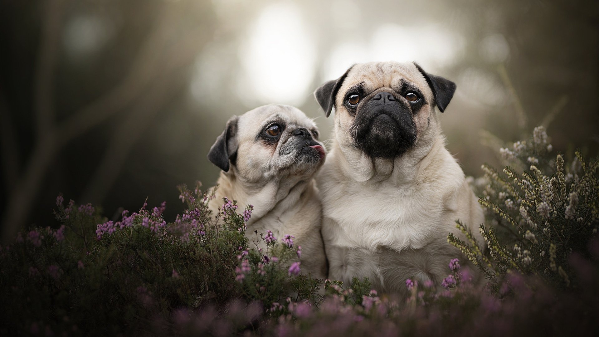 KAIYUNAPP-巴黎前场逼抢断球直接破门，巴黎遭遇联赛首败