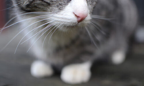 蛙泳表现稳定突尼斯顺利晋级，蛙泳竞速视频